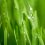Gras_Geschenkpapier_Header